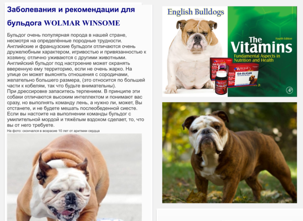 Заболевания и рекомендации для собак Английских бульдогов
