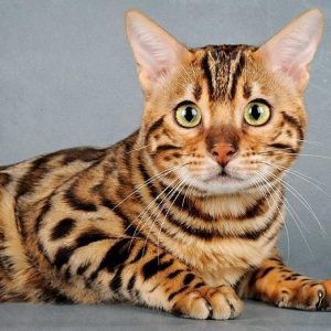 Бенгальская порода кошки и ее характер