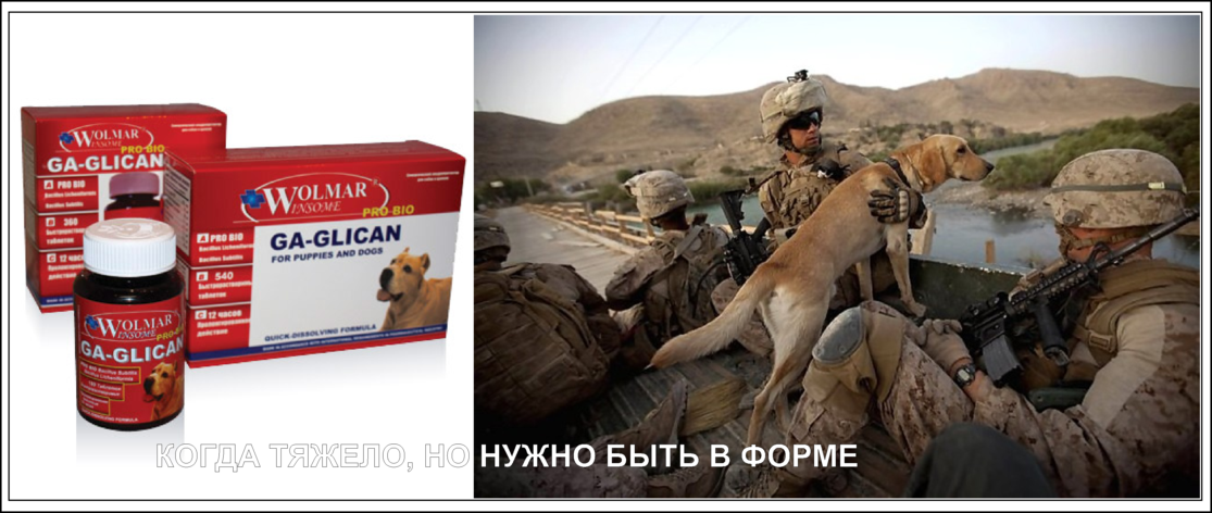 Армейские и служебные собаки
