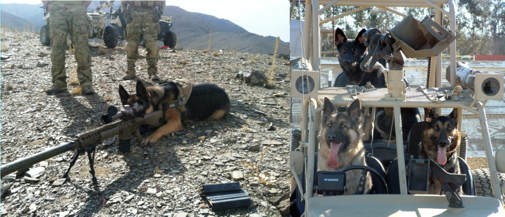 Армейские и служебные собаки