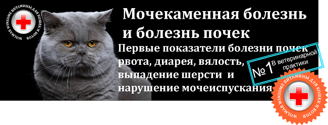 Схема лечения мочекаменной болезни у кота