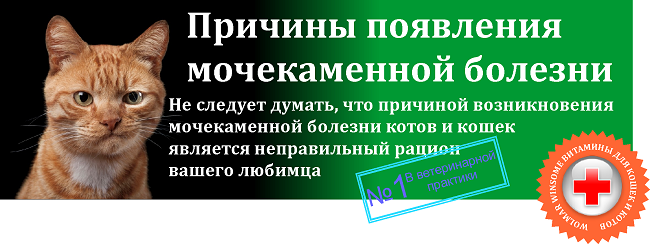 У кота цистит лечение