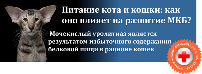 Как лечить печень у кошки. Восстановление кошки после болезни.